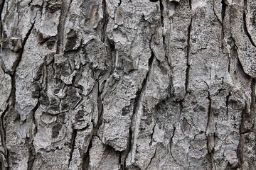 bark of a tree 