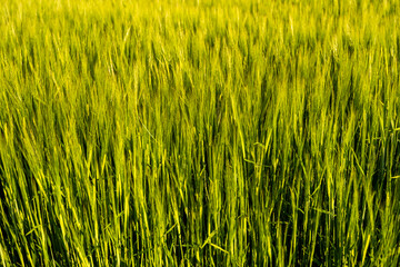 Ears of the green unripe barley. Agricultural field.