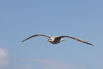 Seagulls in flight over Walcott Coast Norfolk UK