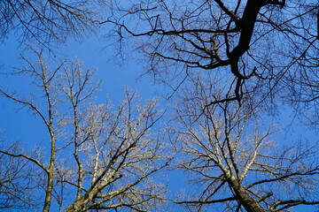 Tree crowns - view form below