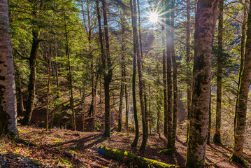 Obraz premium Camins del GR11