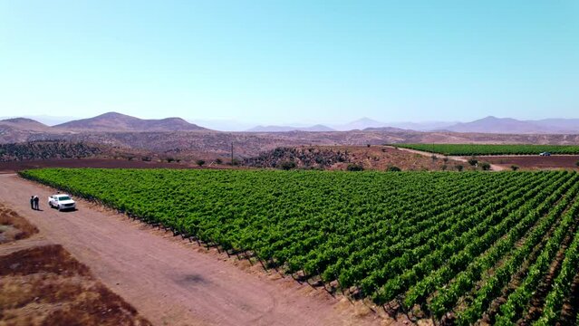 High land slopes of Viña Tabalí unique vineyard in lush dense Limari valley, Aerial flyover