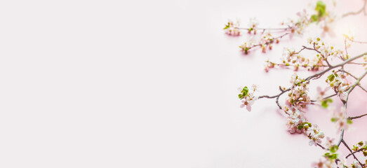 Naklejka na ściany i meble Springtime background with cherry blossom branches at pale pink background. Banner