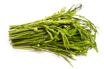Leaves with flower of leucaena leucocephala isolated on white background.