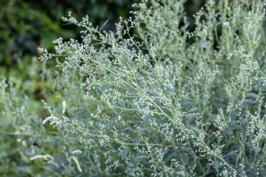 Wormwood Artemisia. Wormwood Leaves And Flowers.Wormwood Artemisia absinthium in garden
