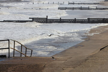Seagulls in flight over Walcott Coast Norfolk UK
