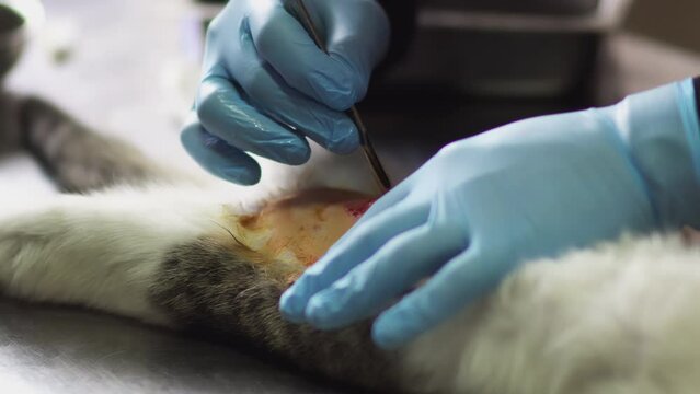 Veterinary surgeon performing an operation on a cat