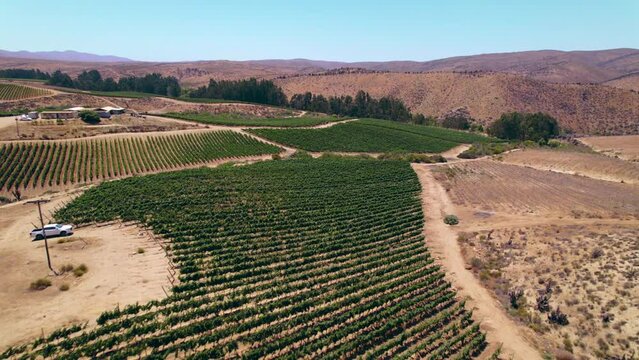 Aerial view over ripened vineyards of Fray Jorge in the Limari valley in Chilean countryside