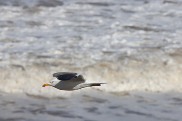 Seagulls in flight over Walcott Coast Norfolk UK