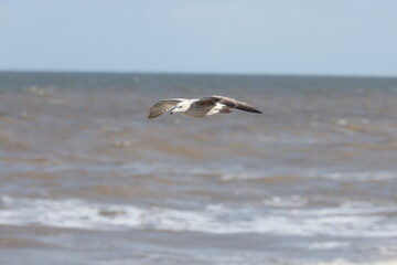 Seagulls in flight over Walcott Coast Norfolk UK