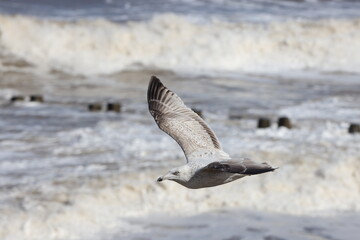 Seagulls in flight over Walcott Coast Norfolk UK