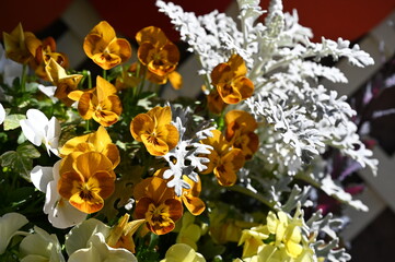 小さな黄色のビオラが咲く風景