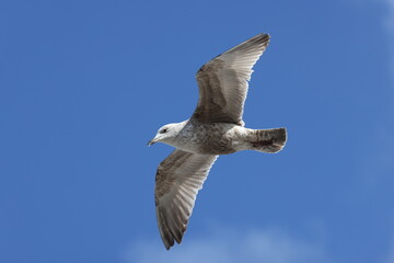 Seagulls in flight over Walcott Coast Norfolk UK