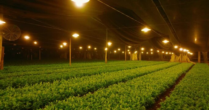 Indoor cultivation illuminated by warm lamps and green plantations. Forward aerial shot.