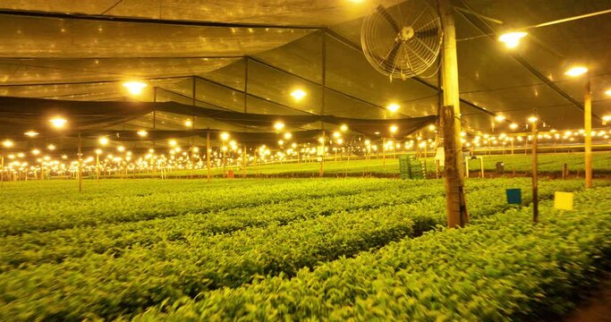 Indoor cultivation illuminated lamps and green plantations under them. Forward aerial shot.