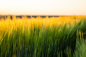Barley field against the blue sky. Ripening ears of barley field and sunlight. Crops field. Field landscape.