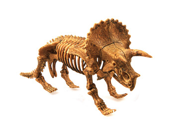 triceratop skeleton isolated
