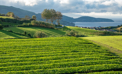 Tea plantation, interesting wavy pattern of lines of the green plants. Cha Goreana tea plantation in Sao Miguel island, Portugal. The tea in Europe. Nature Agricultural Farming Organic Field.