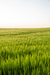 Young green barley growing in agricultural field in spring. Unripe cereals. The concept of agriculture, organic food. Barleys sprout growing in soil. Close up on sprouting barley in sunset.