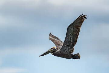 Brown Pelican - Pelecanus occidentalis, large water bird fishing on the Americas Pacific and Atlantic coasts, Cambutal, Panama.