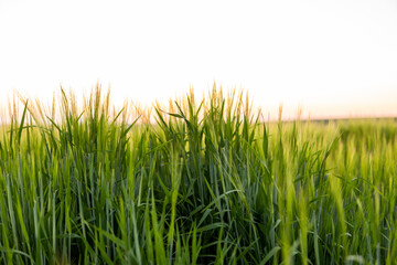 Green barley field under sunlight in summer. Agriculture. Cereals growing in a fertile soil.