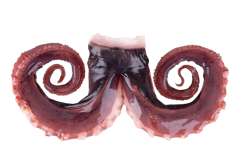 Squid tentacles isolated on white background. Fresh raw gigant squid. Top view.