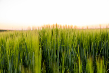 Green barley field under sunlight in summer. Agriculture. Cereals growing in a fertile soil.
