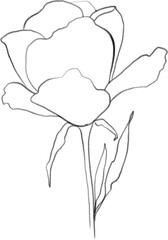 Rose lineart, botanical clipart, floral illustration