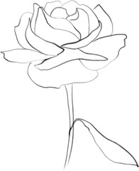 Rose lineart, botanical clipart, floral illustration