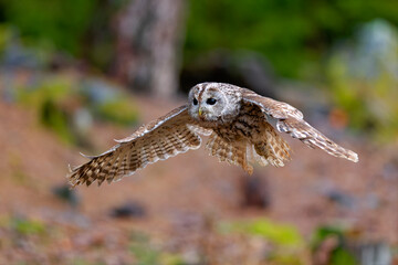 Little Owl (Athene noctua) nocturnal bird flying at dawn hunting for prey on Czech Republic countryside in Europe
