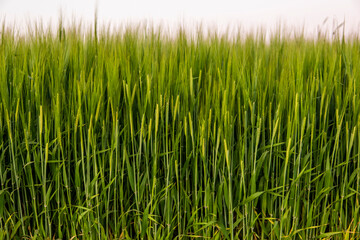 Fototapeta na wymiar Ears of green barley close up. Background of ripening ears of barley field. Rich harvest concept. Agriculture. Juicy fresh ears of young green barley on nature in summer field with a blue sky.