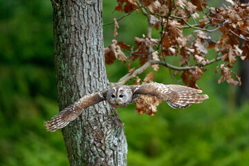 Little Owl (Athene noctua) nocturnal bird flying at dawn hunting for prey on Czech Republic countryside in Europe