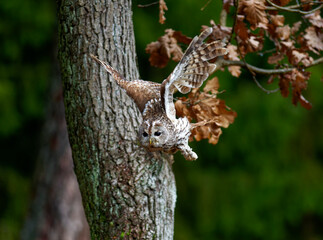 Little Owl (Athene noctua) nocturnal bird flying at dawn hunting for prey on Czech Republic countryside in Europe