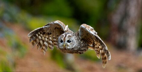 Little Owl (Athene noctua) nocturnal bird flying at dawn hunting for prey on Czech Republic countryside in Europe