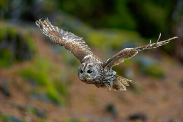 Little Owl (Athene noctua) nocturnal bird flying at dawn hunting for prey on Czech Republic countryside in Europe