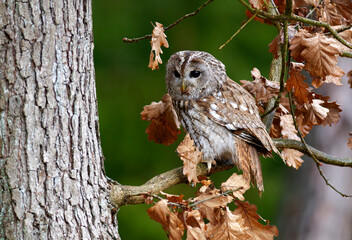 Little Owl (Athene noctua) nocturnal bird flying at dawn hunting for prey on Czech Republic countryside in Europe