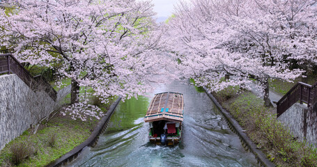 十石舟と桜の共演