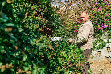 Mature man cutting shrub with hedge trimmer. Male gardener working with professional garden equipment in backyard,  using modern electric trimmer for work outdoors.
