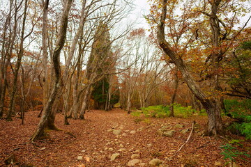 Fototapeta premium 冬の散歩道