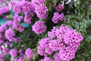 pink and purple flowers in a garden