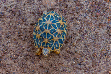 Star Tortoise at Bundala national park in Sri Lanka