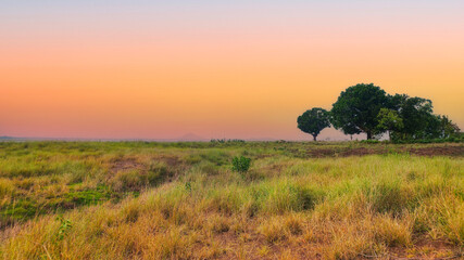 Naklejka premium sunset in the field, Odisha