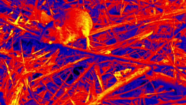 A shy wild type mouse gnaws grain in the grass, and then quickly disappears in a jump. Illustration of thermal image.
