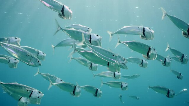 Slow motion, Shoal of Striped Mackerel or Indian Nackerel (Rastrelliger kanagurta) swims in blue water with open mouths filtering for plankton on sunny day sparkling in sun rays