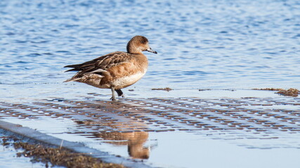 goose on the water