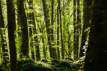 Obraz premium Spring sunrise in La Fageda D En Jorda Forest, La Garrotxa, Spai