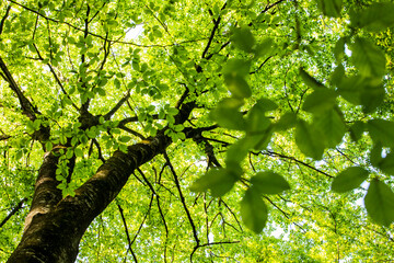 Spring sunrise in La Fageda D En Jorda Forest, La Garrotxa, Spai