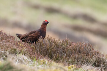 Red grouse (Lagopus lagopus scotica) on the heather moor, Lomond Hills, Fife, Scotland