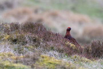Red grouse (Lagopus lagopus scotica) on the heather moor, Lomond Hills, Fife, Scotland