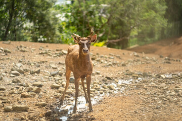 deer in the woods